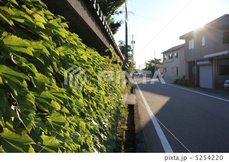 植物壁 植物壁 5254220