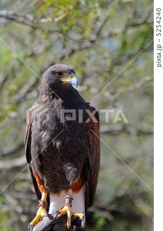 ハリスホーク 5254240