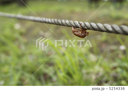 蝉の抜け殻 5254336