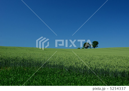 美瑛の丘　親子の木 5254337