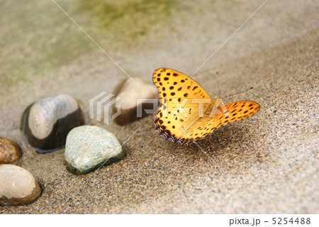 羽先が地味なツマグロヒョウモンのオス・横位置 5254488