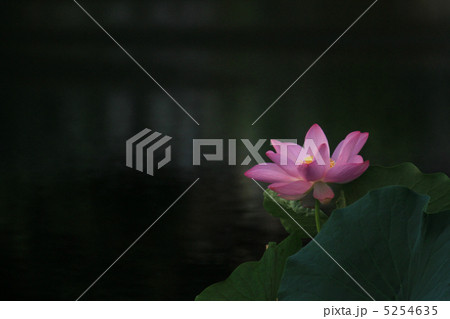 大賀蓮1 大賀蓮1 5254635