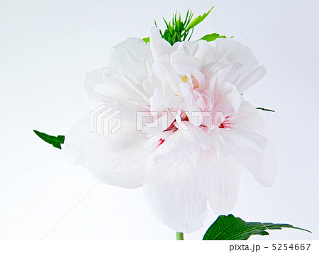 ムクゲ(木槿) ムクゲ(木槿) 5254667