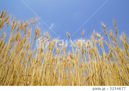 青空と小麦畑 5254677