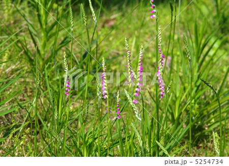 野のネジバナ　ネジ花　 5254734