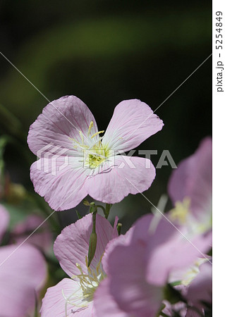 ヒルザキツキミソウ ヒルザキツキミソウ 5254849