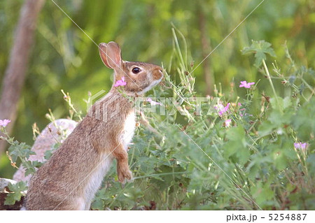 Eastern Cottontail Eastern Cottontail 5254887
