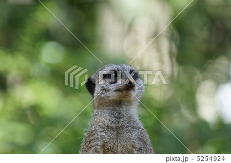 ミーアキャット ミーアキャット 5254924