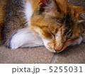 熟睡中のネコ 5255031