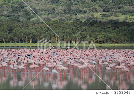 ケニア・ナクル湖のフラミンゴの大群 5255045