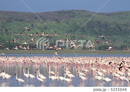 ケニア・ナクル湖のフラミンゴの大群 5255049