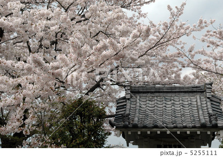 さくら満開 5255111