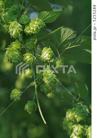 ホップの毬花 ホップの毬花 5255289