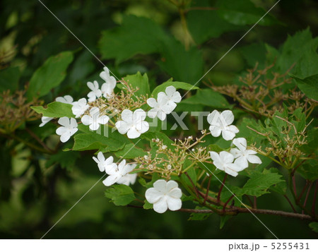 カンボク カンボク 5255431