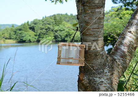 虫カゴ　 5255466