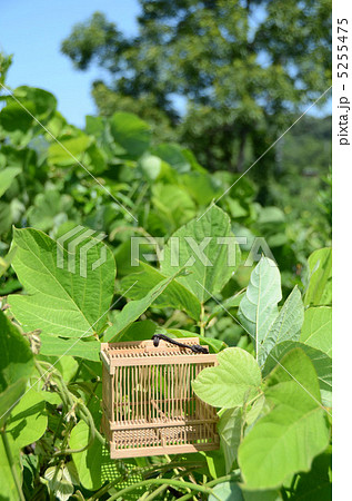 虫かご　 5255475
