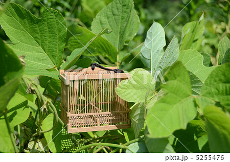 虫かご 虫かご 5255476