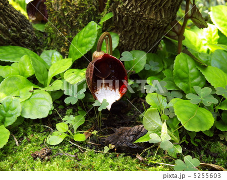 アリストロキア・アルボレア アリストロキア・アルボレア 5255603