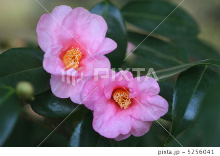 椿 侘助の写真素材