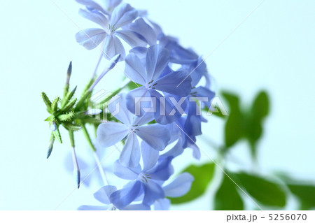 ルリマツリ 5256070