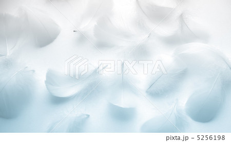 羽毛 5256198
