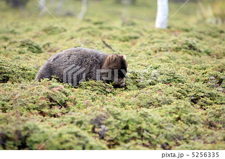 山中に突如現れた野生のウォンバット 5256335