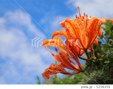 透かし百合 5256359