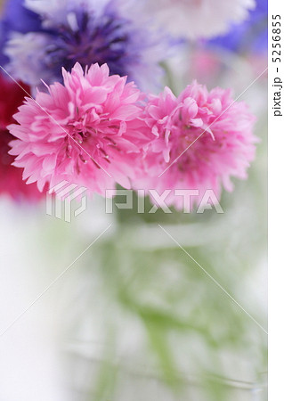 窓辺の矢車草 窓辺の矢車草 5256855