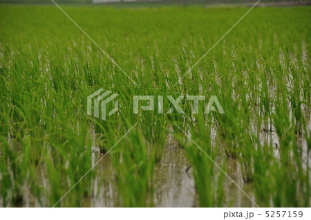 水田 5257159