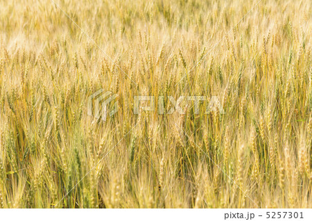 小麦畑 5257301