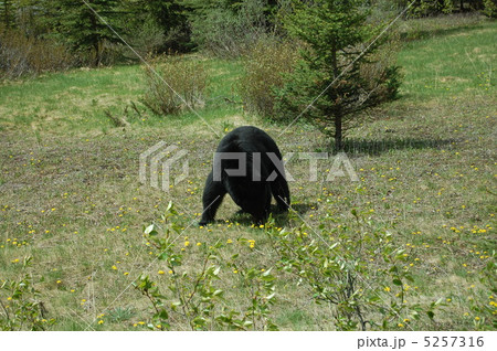 ブラックベアー ブラックベアー 5257316