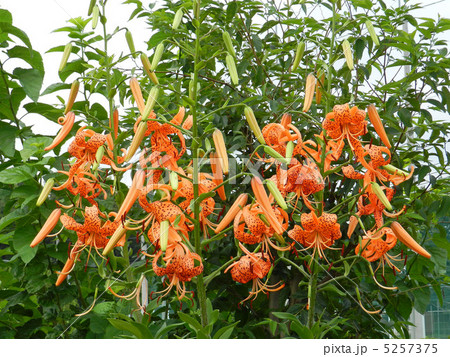 オニユリ（鬼百合） 5257375