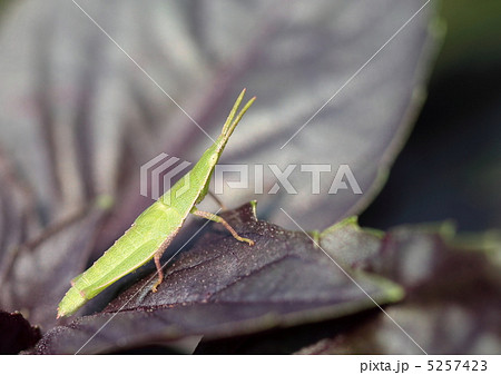 ヘリオトロープの葉のオンブバッタ 5257423