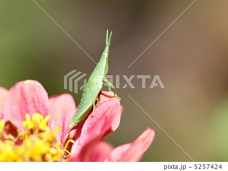 ジニアの花のオンブバッタ 5257424