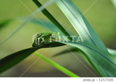 昼寝中の蛙 昼寝中の蛙 5257500