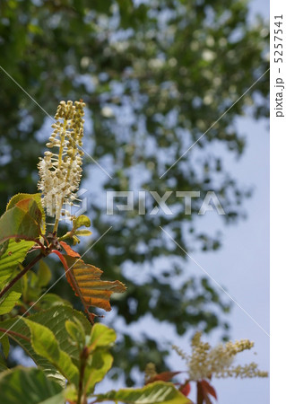 リョウブの花 5257541
