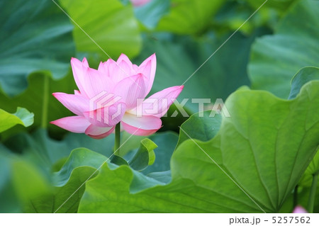 蓮の花 5257562