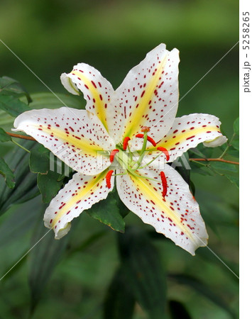 ヤマユリ 5258265