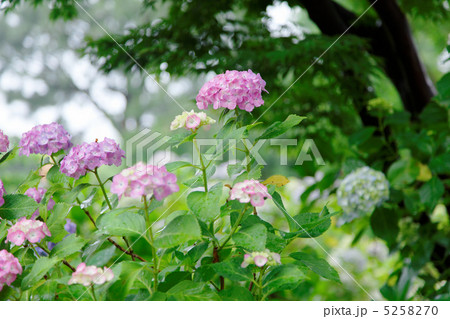 小雨降る本土寺の淡いピンク色のアジサイの花とグリーン 5258270