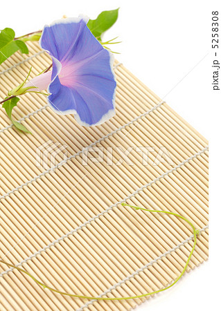 朝顔 5258308