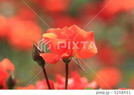神代植物公園の鮮やかな朱色の薔薇の花 プリンセス ミチコ の写真素材