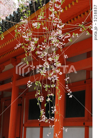京都　平安神宮の春 5258837