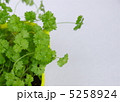 パセリの芽 5258924