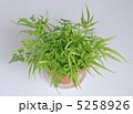 雑草の鉢 5258926