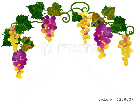 ブドウ ブドウ 5259007