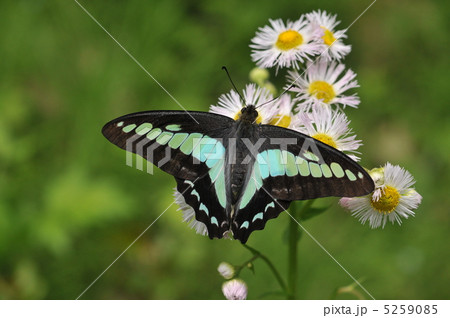 アオスジアゲハの吸蜜 5259085