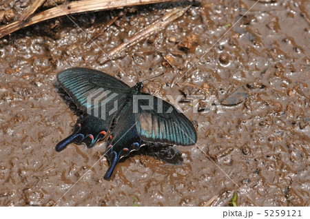 カラスアゲハの吸水 カラスアゲハの吸水 5259121