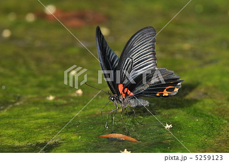 ナガサキアゲハの吸水 5259123