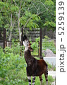 首を伸ばすオカピ 5259139