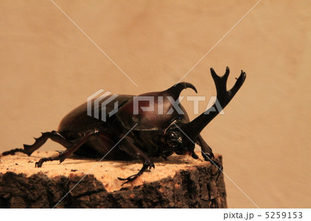 カブトムシ 5259153